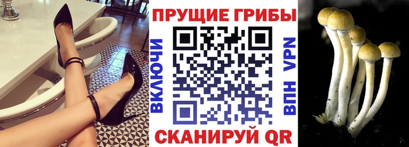 Купить  Шилка  Галлюциногенные грибы Psilocybine cubensis 